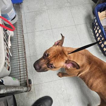 Oketra -  Mixed Breed Dog for Adoption in Philadelphia, Pennsylvania - Oketra | PetCurious