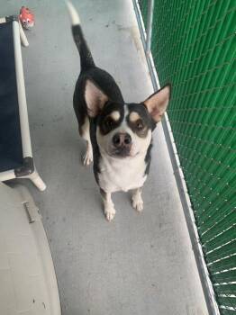 American Bully Dogs Available for Adoption in Salmon, Idaho - Stormy | PetCurious