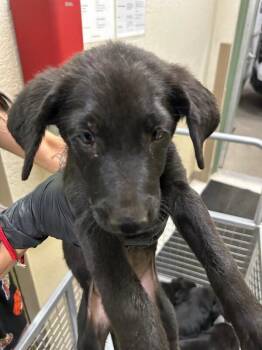 Flo -  Black Labrador Retriever Dog for Adoption in Hobbs, New Mexico - Flo | PetCurious