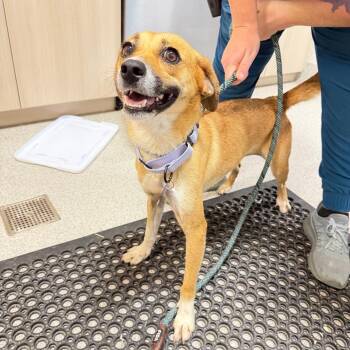 Nola -  Mixed Breed Dog for Adoption in Englewood, Florida - Nola | PetCurious