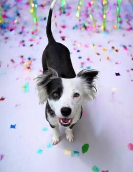 Border Collie Dogs Available for Adoption in Missouri City, Texas - Leilani BR-T | PetCurious