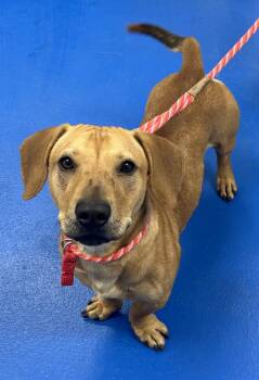 Perfect Onyx -  Dachshund and Yellow Labrador Retriever Dog for Adoption in Burlington, North Carolina - Perfect Onyx | PetCurious
