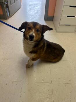 Corgi and Australian Shepherd Dogs Available for Adoption - Frankie | PetCurious