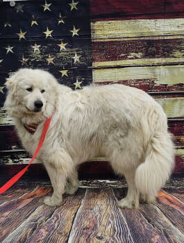 Rescue Great Pyrenees Dogs for Adoption in Newport, New Hampshire - Levi *sanctuary Dog* In NH | PetCurious