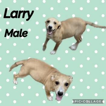 Larry -  Labrador Retriever Dog for Adoption in Manchester, Connecticut - Larry | PetCurious