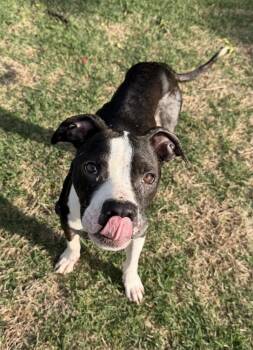 Pit Bull Terrier Dogs Available for Adoption in Shawnee, Oklahoma - Sullivan | PetCurious