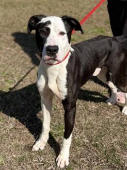 Pit Bull Terrier and Mixed Breed Dogs Available for Adoption - Goofy | PetCurious