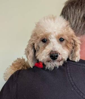 Tabitha -  Miniature Poodle Dog for Adoption in Whitewater, Wisconsin - Tabitha | PetCurious
