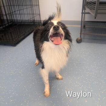 Waylon -  Chihuahua and Shih Tzu Dog for Adoption in Watertown, New York - Waylon | PetCurious