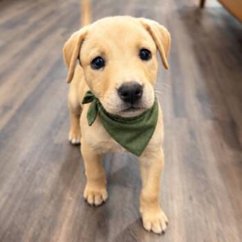 Biscuit Butterscotch Boone Pastry -  Labrador Retriever and Terrier Dog for Adoption in Friendswood, Texas - Biscuit Butterscotch Boone Pastry | PetCurious