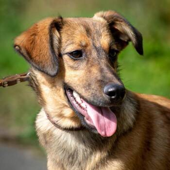 Astra -  Labrador Retriever and Spaniel Dog for Adoption in Morristown, New Jersey - Astra | PetCurious