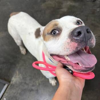 Milo -  Pit Bull Terrier Dog for Adoption in Princeton, Kentucky - Milo | PetCurious