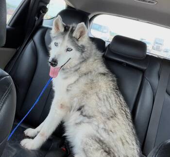 Husky Dogs Available for Adoption in Houston, Texas - Portia ........ Di Cutie | PetCurious