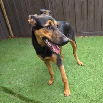 Dino 3087 -  Doberman Pinscher and Mixed Breed Dog Available for Adoption in Loxahatchee Groves, Florida - Dino 3087 | PetCurious