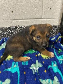 German Shepherd Dog and Mixed Breed Dogs Available for Adoption in Jackson, Tennessee - Supergirl | PetCurious