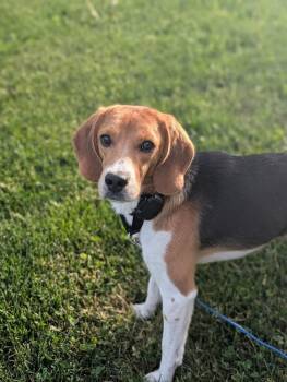 Scott (4) -  Beagle Dog for Adoption in Wausau, Wisconsin - Scott (4) | PetCurious