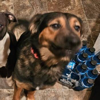 German Shepherd Dog and Mixed Breed Dogs Available for Adoption in Madisonville, Kentucky - Axel | PetCurious