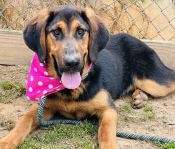 German Shepherd Dog and Plott Hound Dogs Available for Adoption in Seneca, South Carolina - Chikita $85 Fostered | PetCurious