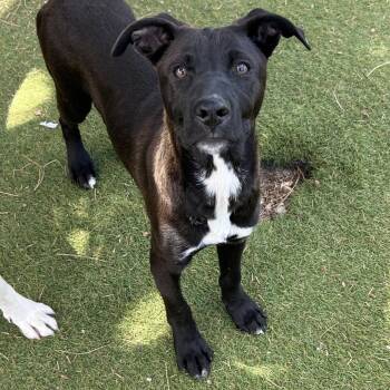 Touchstone - Butler Campus -  Mixed Breed Dog for Adoption in Flagstaff, Arizona - Touchstone - Butler Campus | PetCurious