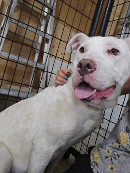 Dove -  Pit Bull Terrier and Mixed Breed Dog for Adoption in Calgary, Alberta - Dove | PetCurious