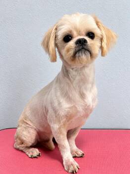 Fabian -  Shih Tzu Dog for Adoption in Douglas, Georgia - Fabian | PetCurious