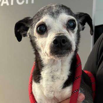 Arabella -  Chihuahua Dog Available for Adoption in Chattanooga, Tennessee - Arabella | PetCurious