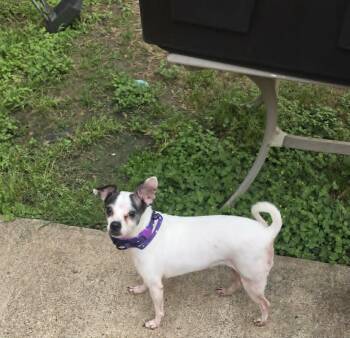 Chihuahua Dogs Available for Adoption in Pittsburgh, Pennsylvania - Rainey | PetCurious
