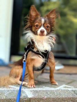 Bubs -  Chihuahua Dog for Adoption in Bedford Hills, New York - Bubs | PetCurious