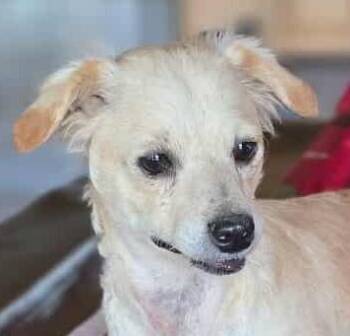 Rescue Chihuahua and Poodle Dogs for Adoption in Boerne, Texas - SugarPlum | PetCurious