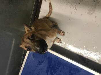 A431965 -  Belgian Shepherd Malinois and Mixed Breed Dog for Adoption in Conroe, Texas - A431965 | PetCurious