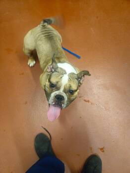 Audrey -  Pit Bull Terrier Dog for Adoption in Douglasville, Georgia - Audrey | PetCurious