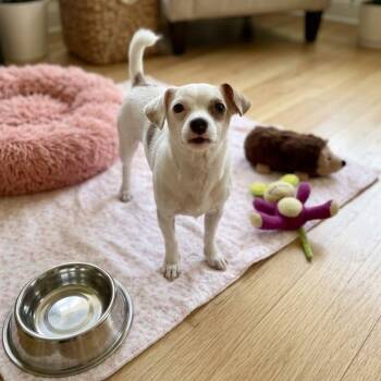 Molly 5693 -  Terrier Dog for Adoption in Boca Raton, Florida - Molly 5693 | PetCurious