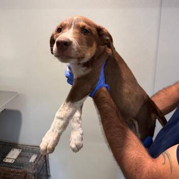IVHS-Stray-143374 -  Cattle Dog and German Shepherd Dog Dog for Adoption in San Gabriel, California - IVHS-Stray-143374 | PetCurious