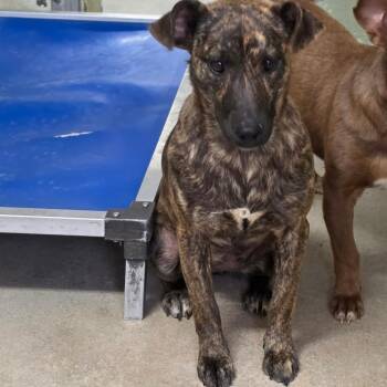 Dachshund Dogs Available for Adoption - Countess Stripey Butt | PetCurious