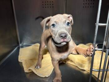 Rescue American Staffordshire Terrier Dogs for Adoption in Rancho Cucamonga, California - DREAMER | PetCurious