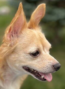 Rescue Chihuahua Dogs for Adoption in Estherville, Iowa - Gigi | PetCurious