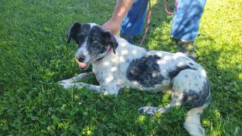 Rescue Australian Shepherd and Retriever Dogs for Adoption in Watertown, Connecticut - Mollie | PetCurious
