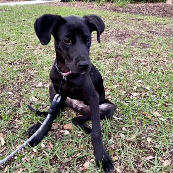 Mixed Breed Dogs Available for Adoption in Jacksonville, Florida - Poppy | PetCurious