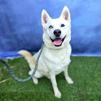 Siberian Husky Dogs Available for Adoption - HENDRIX | PetCurious