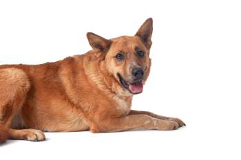 Foxy -  Australian Cattle Dog Blue Heeler Dog for Adoption in Guthrie, Oklahoma - Foxy | PetCurious