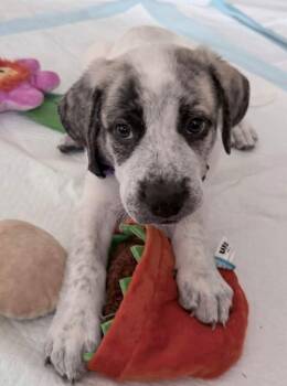 Lennon -  Great Pyrenees Dog for Adoption - Lennon | PetCurious