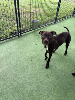 Ace -  Black Mouth Cur Dog for Adoption in Lakeland, Florida - Ace | PetCurious