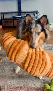 Rough Collie Dogs Available for Adoption in Vale, North Carolina - Haim | PetCurious