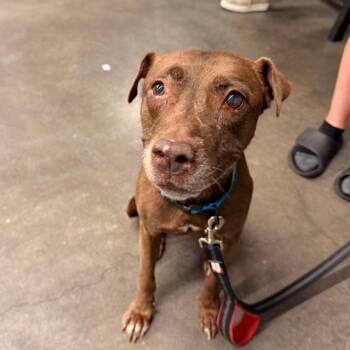 Lori ( Lady) -  Terrier Dog for Adoption in Tampa, Florida - Lori ( Lady) | PetCurious