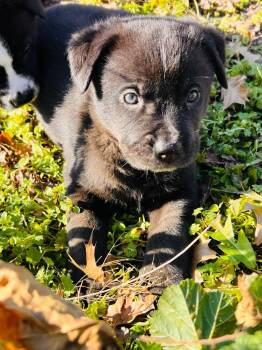 Labrador Retriever and Shepherd Dogs Available for Adoption - Octavia | PetCurious