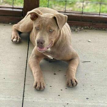 Mixed Breed Dogs Available for Adoption - Sadie | PetCurious