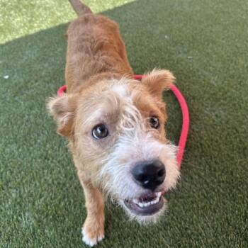 Teddy Bear -  Mixed Breed Dog for Adoption in Philadelphia, Pennsylvania - Teddy Bear | PetCurious
