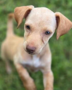 Tawny -  Chihuahua Dog for Adoption in College Station, Texas - Tawny | PetCurious