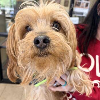 Yorkshire Terrier Dogs Available for Adoption in Palestine, Texas - Gucci | PetCurious