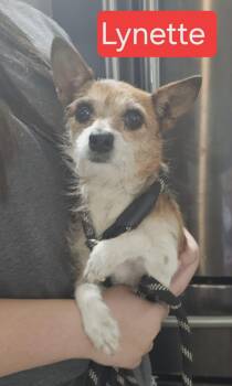 Lynette -  Jack Russell Terrier Dog for Adoption in Fort Worth, Texas - Lynette | PetCurious